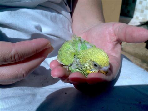 Baby Parakeet Baby Parakeets Budgies Parakeet