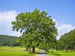 ÁRBOL FRESNO: CARACTERÍSTICAS, PROPIEDADES, Y CULTIVO