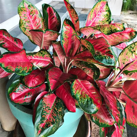 Bring vibrant flowers into your space with american plant exchange's indoor and outdoor flowering plants. Red Aglaonema House Plants For Sale | Garden Goods Direct