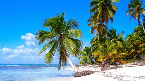 Caribbean Shore Scenery Sandy Beaches Coconut Trees Sea Wallpaper