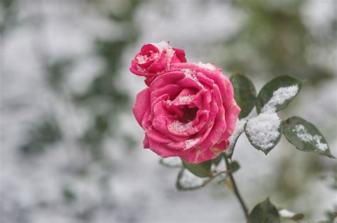Snow And Roses
