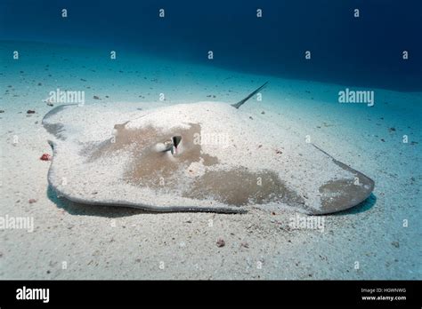 Pink Stingray Hi Res Stock Photography And Images Alamy
