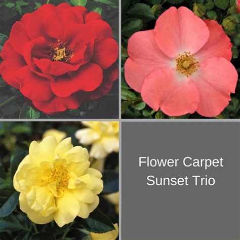 Rose Flower Carpet Planting Guide Easy To Grow Bulbs