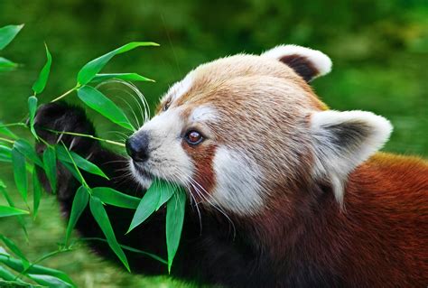 Red Panda Facts Behavior Habitat Diet