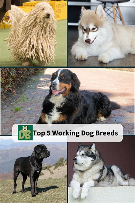 Check out our latest photos to see all the fun. Top 5 Working Dog Breeds - Dog Boo