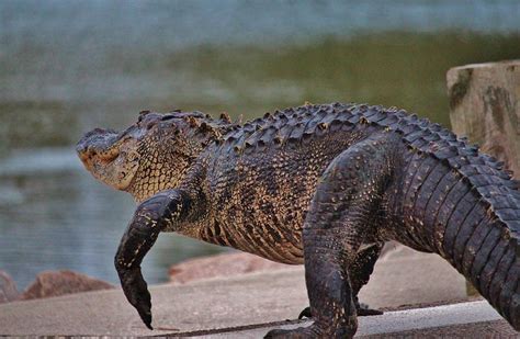 Giant Alligator Photograph By Cynthia Guinn Pixels