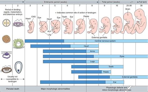 Anatomy Chart Prenatal Development
