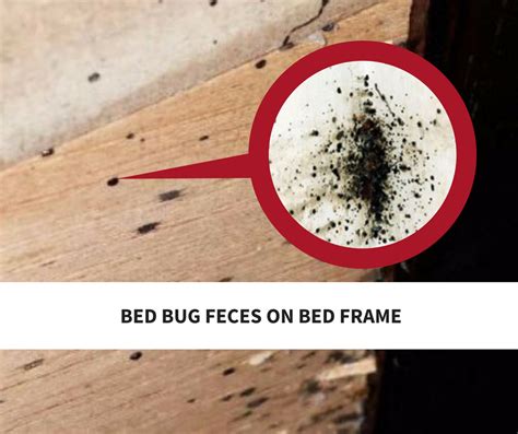 How Our Bed Bug Service Works Integrity Bed Bug Solutions