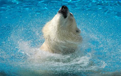 hình nền gấu bắc cực nước nhảy mõm 1680x1050 goodfon 1064455 hình nền đẹp hd wallhere