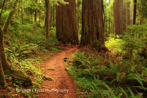 Jedediah Smith Redwoods State Park Ca