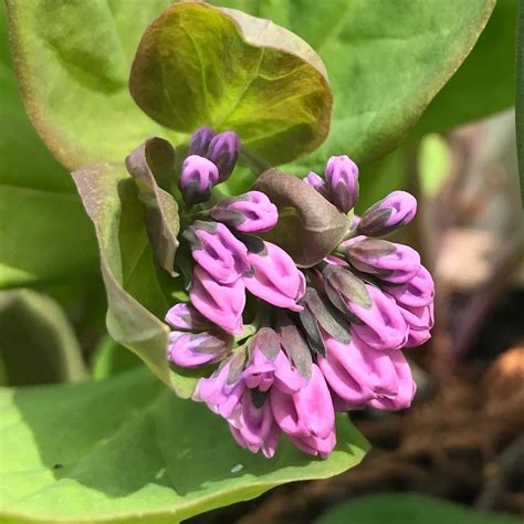Lewis Ginter Botanical Garden — Our First Virginia Bluebell Buds If