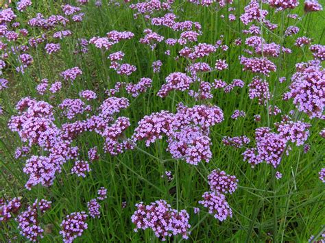 Good Witches Magickal Flowers And Herbs Verbena