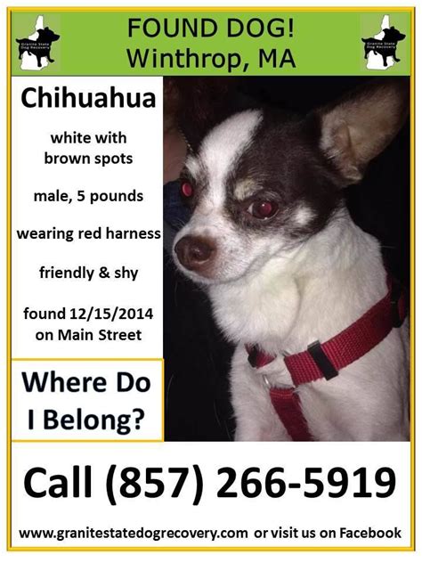 Chihuahua White And Brown Spots Pets Lovers
