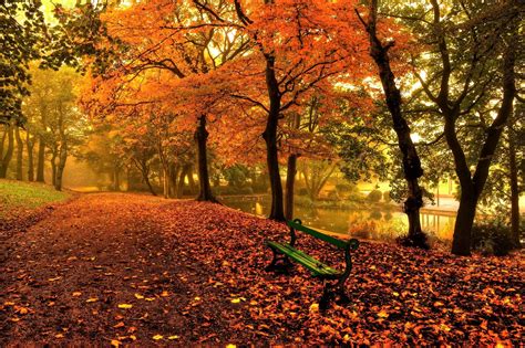 bench and trees from autumn park in fall wallpaper hd city 4k wallpapers images photos and