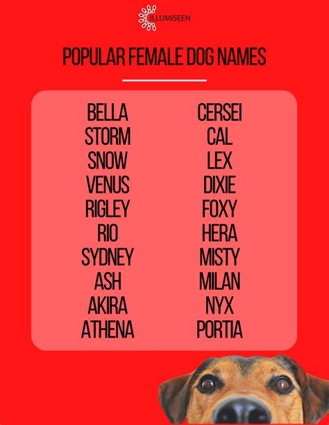 Female Dog Names Your New Pup Will Surely Love Illumiseen