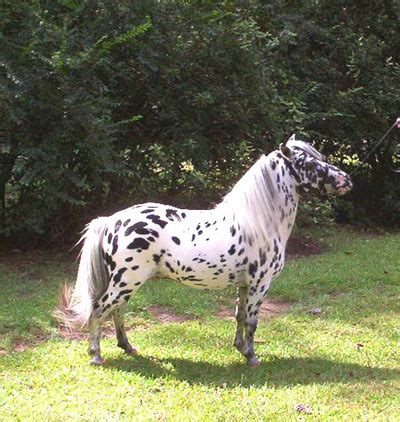 These ponies are the smallest ponies in the world. Falabella