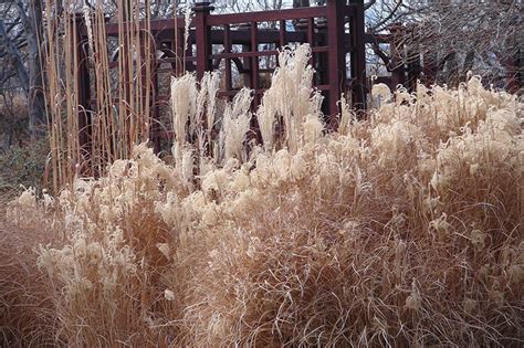 Ornamental Grasses In Winter American Meadows