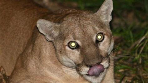 How Does The Official Extinction Of Eastern Pumas Affect Maine