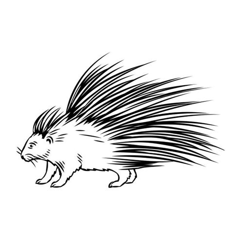 Cute Porcupine Drawings Illustrations Royalty Free Vector Graphics