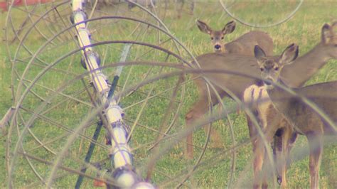 Antlerless Deer Licenses Become Easier To Acquire For Pennsylvania