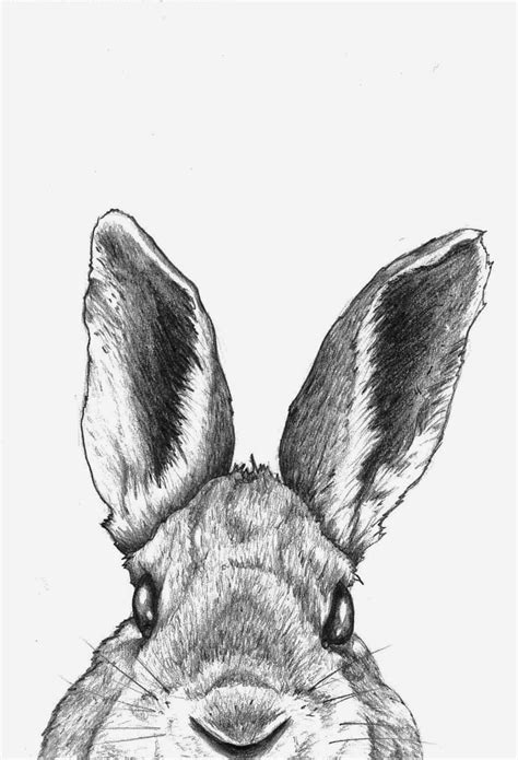 Inkspired Musings B Is For Bunny