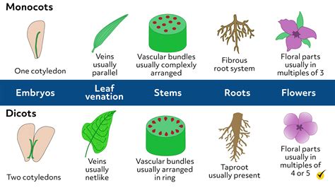 Kingdom Plantae Characteristics Video