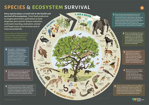 Understanding Species Roles In Ecosystem Survival Wild View