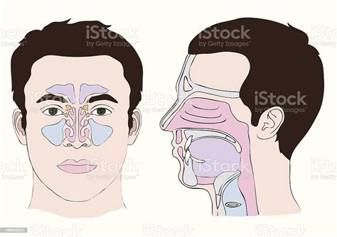 Nose Anatomy Stock Illustration Download Image Now Istock