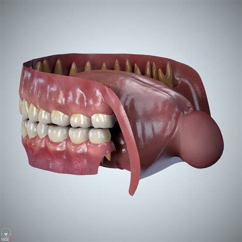 Alex Lashko 3d Art Teeth And Tongue Set