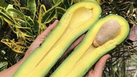 Famed Long Necked Avocado Just One Of Miami S Odd Fruits