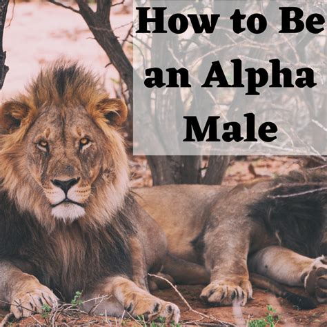 How To Be An Alpha Male Typical Characteristics Personality Traits