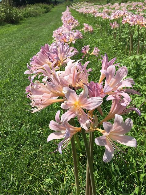 Amazon Com Bareroot Pink Spider Lily Surprise Lily Naked Lady Lily Resurrection Lily