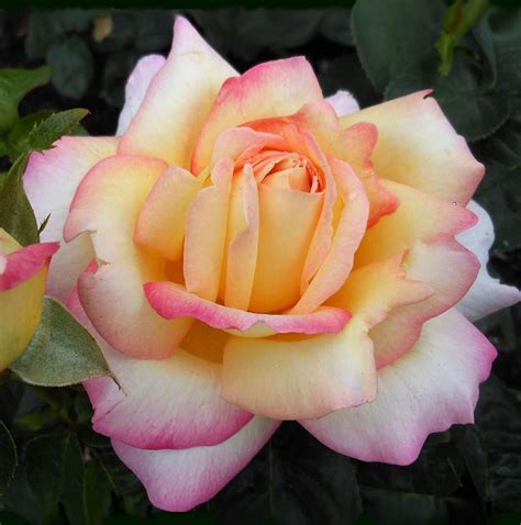 Heres A Peace Rose To Get Your Weekend Gardening Started Off Right