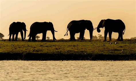 6 Of The Best Things To Do In Botswana Wanderlust