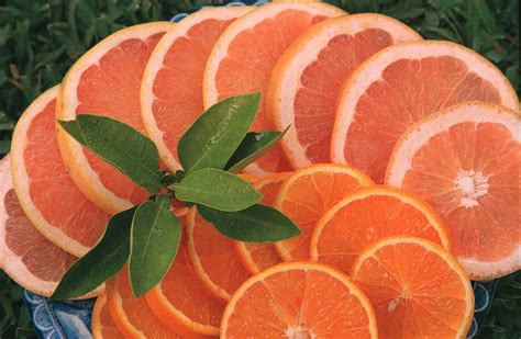 How To Grow A Citrus Fruit Tree In Florida