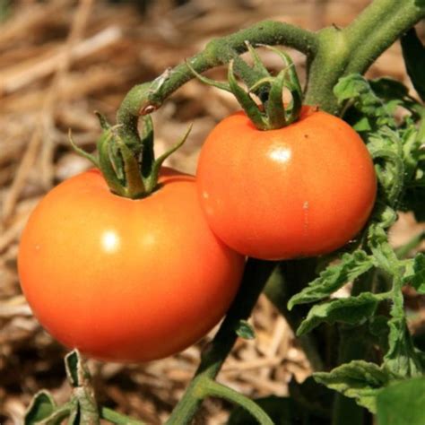 Plant Tomates La Carotina 100 Bio Plantzone
