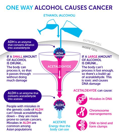 How Does Alcohol Cause Cancer Cancer Research Uk Cancer News