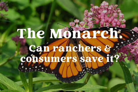 Can Regenerative Agriculture Help Save The Monarch Butterflies Rep Pr