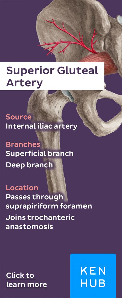 Did You Know The Superior Gluteal Artery Originates From The Internal Iliac Artery Pin Our