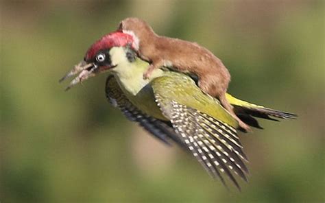incredible photo captures weasel riding on the back of a flying woodpecker telegraph