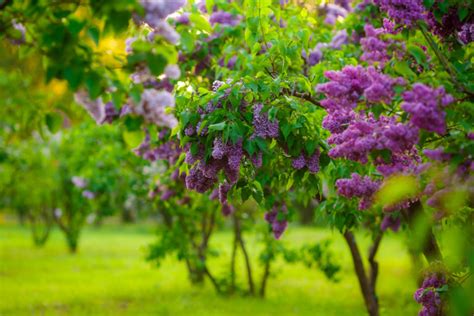 Lilac Varieties To Plant For The Most Fragrant Garden