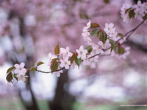 Beautiful Flower Wallpapers For You Japanese Cherry Blossoms Wallpaper