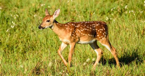 Fawn Photography Fawn Picture White Tail Deer Whitetail Deer Fawn Print