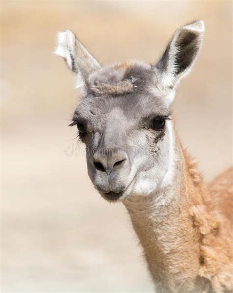 Portrait Of Lama With The Funny Look Shot In Natural Environment Stock