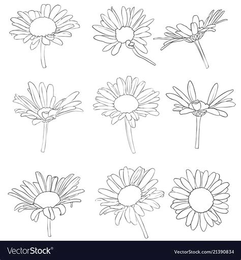 The daisy are quite easy to draw. Set of drawing daisy flowers Royalty Free Vector Image
