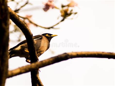 spring birds sitting on twig of tree decorative branch of tree with birds stock image image