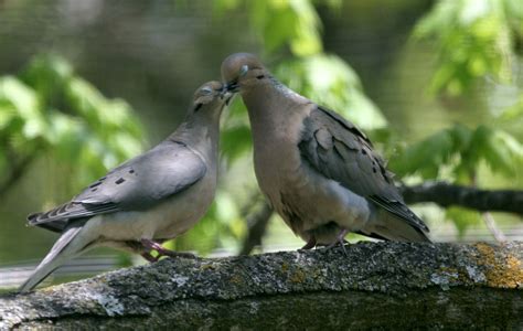 Doves Doves Photo 32938469 Fanpop