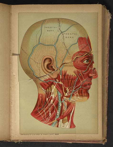 Three Dimensional Anatomical Diagram Of Human Head Science History