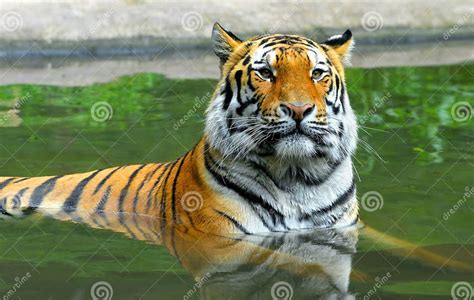 Siberian Tiger Stock Photo Image Of Swim Amur King 34264120