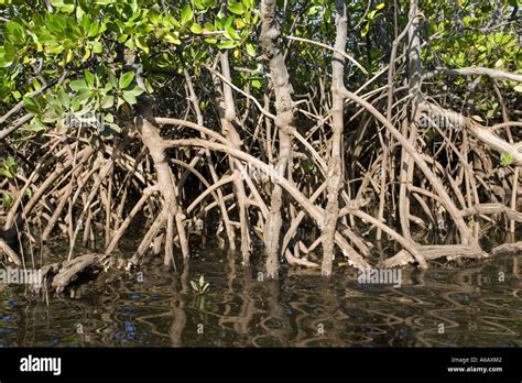 Prop Roots Of Red Mangroves Along Coastline Of Manda Island Near Lamu